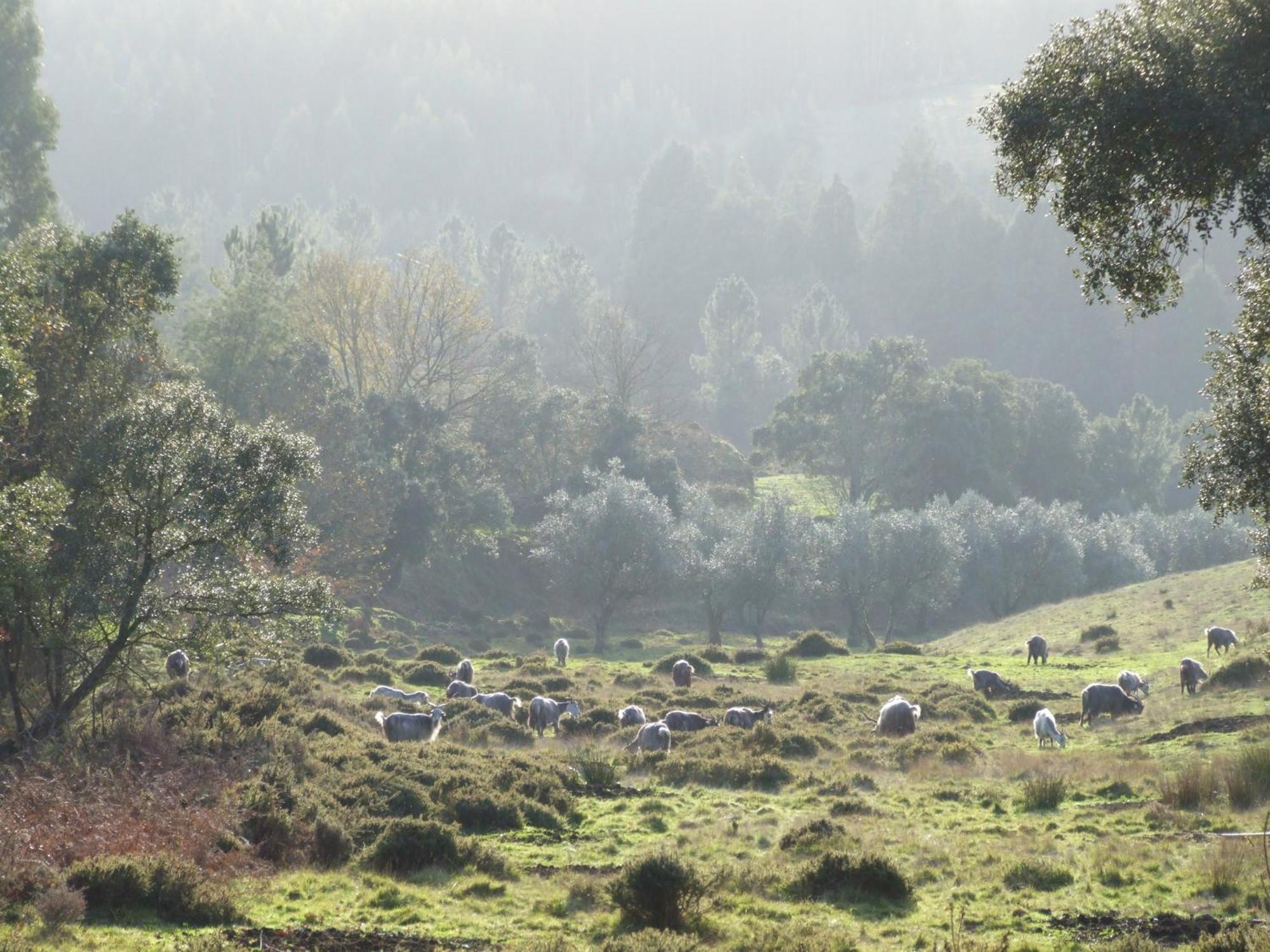 Vumba Agroturismo Arganil Exteriér fotografie
