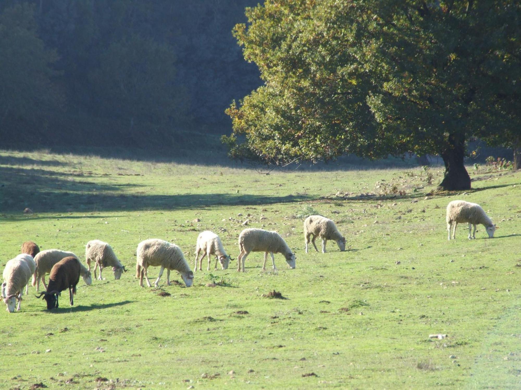 Vumba Agroturismo Arganil Exteriér fotografie